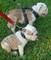 Disponible dos Hembras de bulldog ingles tricolor-Triple Carrier - Foto 2