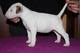 Disponible dulce excelente preciosos cachorros de bull terrier