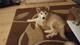 Disponible preciosa camada de cachorritos alaska malamute machos