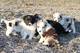 Espectaculares cachorros de Border Collie tenemos 3 camadas dispo - Foto 1