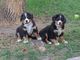 Espectaculares cachorros de Boyero de berna - Foto 1