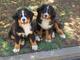 Espectaculares cachorros de Boyero de berna - Foto 2