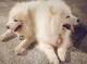 Espectaculares cachorros de Samoyedos tenemos 3 camadas disponibl - Foto 1