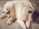 Espectaculares cachorros de samoyedos tenemos 3 camadas disponibl