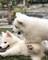 Espectaculares cachorros de Samoyedos tenemos 3 camadas disponibl - Foto 2