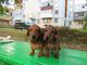 Espectaculares cachorros de Teckel tenemos 3 camadas disponibles - Foto 2
