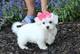 Excelente camada de cachorros bichon maltes linea americana - Foto 1