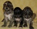 Gratis afghan hound cachorros - Foto 1