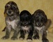 Gratis afghan hound cachorros