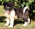 Gratis akita cachorros disponible