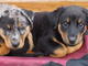 Gratis beauceron cachorros