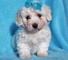 Gratis bichon frise cachorros - Foto 1