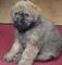 Gratis bouvier des flandres cachorros