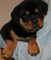 Gratis Cachorro Rottweiler hembra - Foto 1