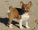 Gratis cachorros basenji