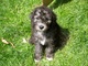 Gratis cachorros de bedlington terrier