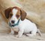 Gratis cachorros de dachshund en miniatura - Foto 1