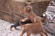 Gratis Cachorros de Doberman registrados Kc - Foto 1