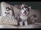 Gratis Cachorros de husky siberiano Kc  - Foto 1