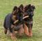 Gratis cachorros de pastor alemán de calidad kc reg - Foto 1