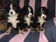 Gratis cachorros de perro de montaña de bernese