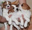 Gratis Cachorros Jack Russell de patas cortas - Foto 1