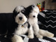 Gratis Cachorros Sheepadoodle disponibles ahora  - Foto 1