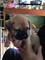 Gratis excelente kc reg bullmastiff cachorros 