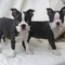 Gratis hermosos cachorros de boston terrier en busca de nuevas