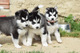 Gratis Huskey siberiano  - Foto 1