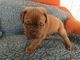 Gratis kc hermosa cachorros de dogue de bordeaux registrados 