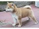 Gratis listo shiba inu cachorro