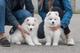 Gratis Samoyedo cachorros - Foto 1