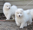 Gratis Samoyedos cachorros  - Foto 1