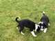 Gratis welsh collies cachorros