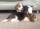Hermosos cachorros beagle - regalo