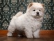 Hermosos cachorros chow chow - Foto 1