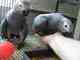 Hermosos loros grises africanos para su aprobaciónloro gris afric