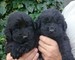 Increíbles cachorros de Terranova, machos y hembras disponibles - Foto 2