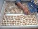Loros grises africanos y huevos fértiles para incubar