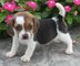 Magníficos cachorros beagle