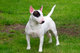 Maravillosos bull terrier cachorros disponibles