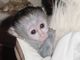 Mono capuchino de cara blanca para