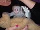 Monos capuchinos excepcionales para ti