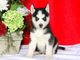 Ojos azules cachorros de husky siberiano disponibles
