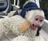 Preciosos monos capuchinos disponibles