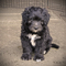 Regalo bergamasco cachorros disponible