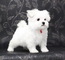 Regalo bichon maltes mini toy para adopcion y