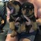 Regalo Cachorros de Rottweiler que buscan un nuevo hogar amoroso - Foto 1