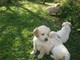 Regalo Cachorros Golden Retriever - Foto 1